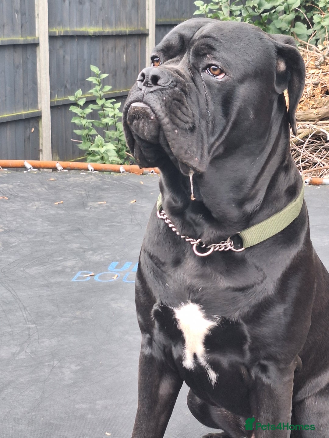 Mixed Breed dogs for sale: Cane corsa/ bull mastiff  - Image 1