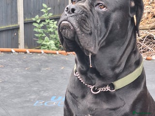 Mixed Breed dogs - Advert 1