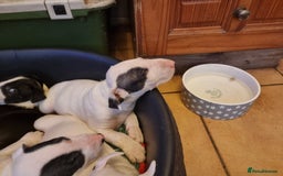 Bull Terrier dogs for sale: Bullterrier pups  - Image 5