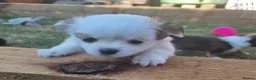 Chihuahua dogs for sale: Beautiful KC Registered girl Willow - Advert 8