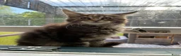 Maine Coon cats for sale: Maine coon kittens  - Advert 3