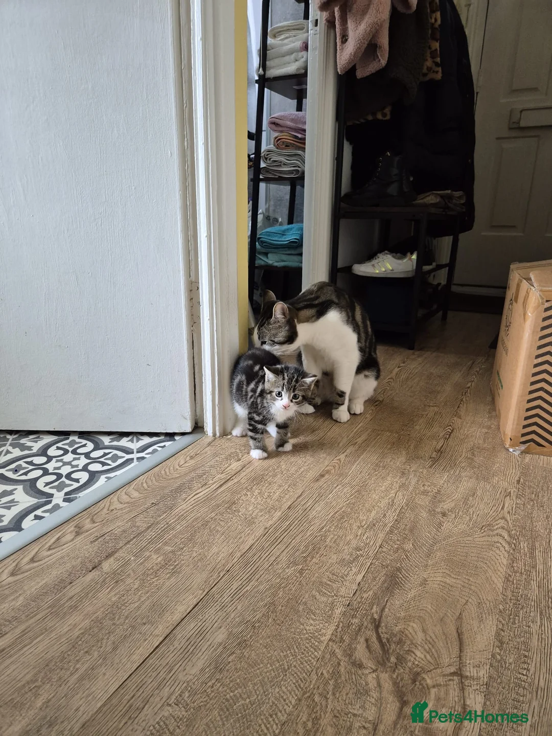 Mixed Breed cats for sale: Beautiful boy ready for his forever home  in Darwen - Advert 7