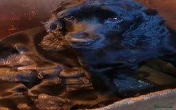 Cocker Spaniel dogs for sale: Adorable Cocker Spaniels  - Image 7