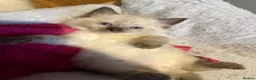 Ragdoll cats for sale: 5 ragdoll kittens - Advert 3