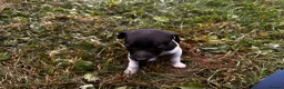 Italian Greyhound dogs for sale: KC Registered Italian Greyhounds Puppies - Advert 5