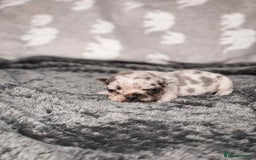French Bulldog dogs for sale: French Bulldogs - Image 4