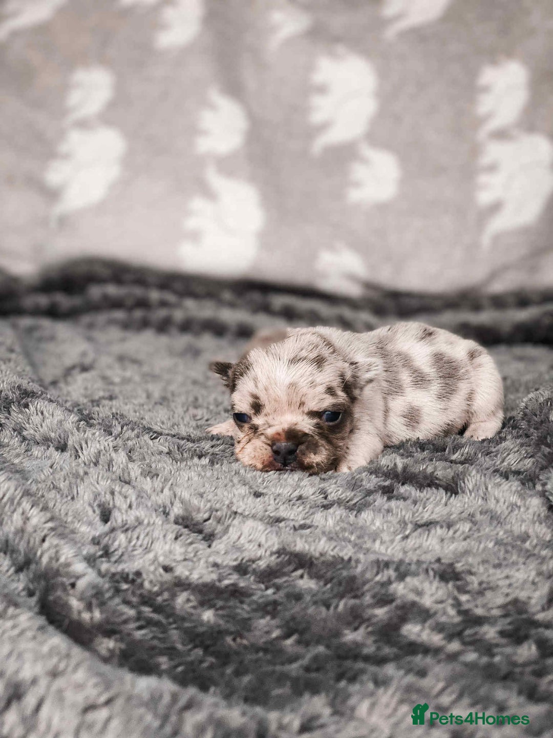 French Bulldog dogs for sale: French Bulldogs - Image 4
