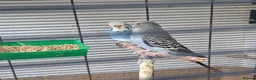 Budgerigars birds for sale: Breeding pairs of budgies for sale  - Advert 3