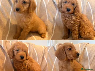 Labradoodle dogs LICENSED BREEDER QUALITY MINI LABRADOODLES - Advert 10