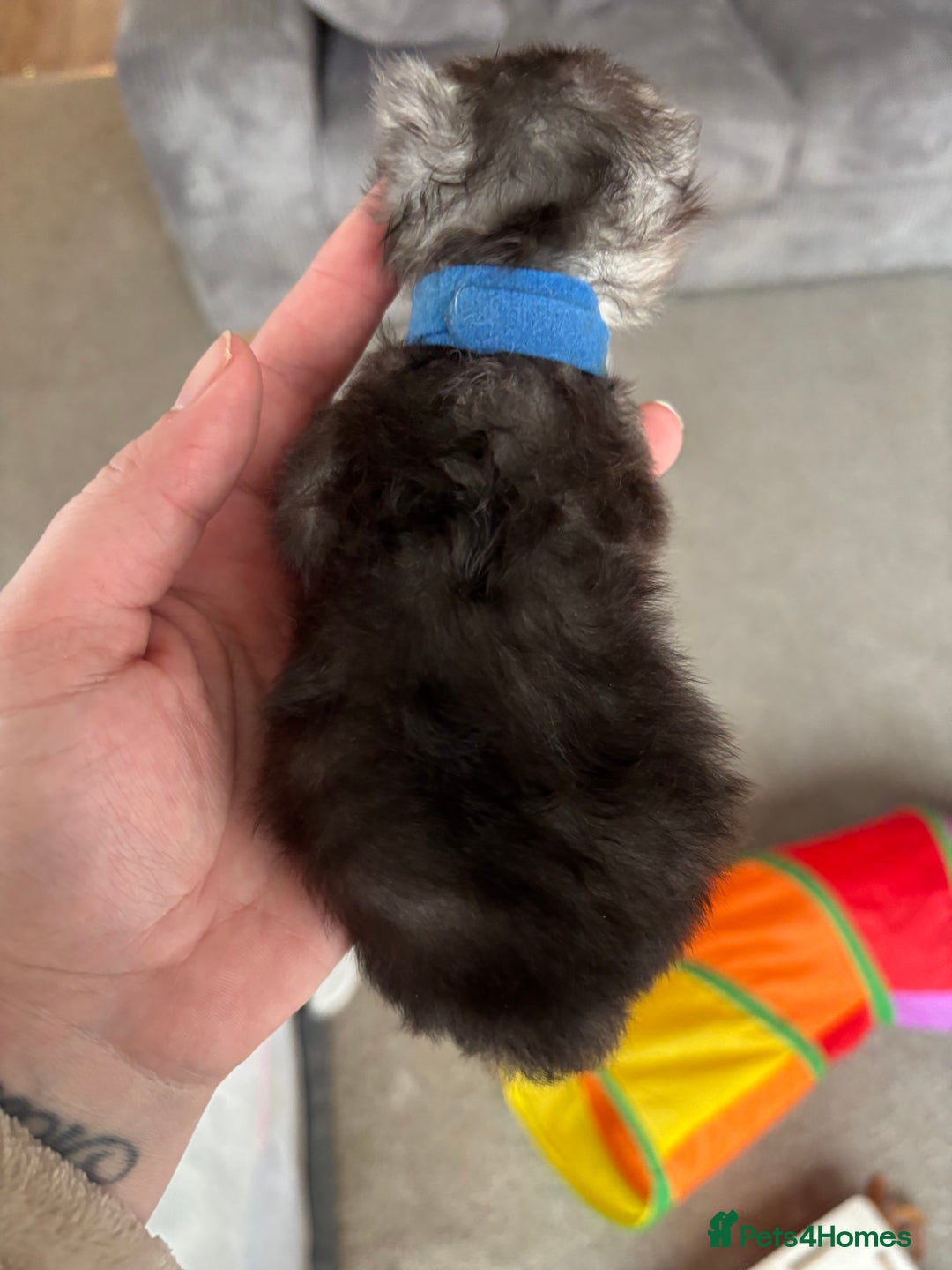 Persian cats for sale: Stunning Persian X maincoon kittens - Advert 12