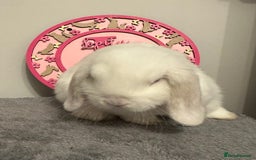 Mini Lop rabbits for sale: Purebred Minilops - Image 2