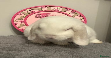 Mini Lop rabbits - Advert 1