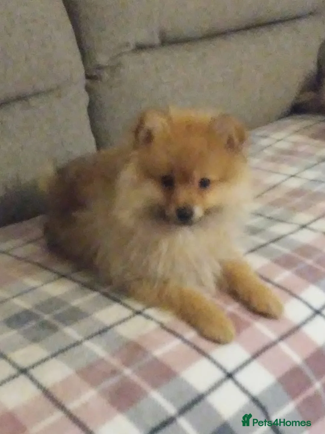 Pomeranian dogs for sale: Two male Pomeranian puppies for sale - Advert 4