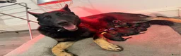 German Shepherd dogs for sale: Fully kc German Shepherd puppies  - Advert 2