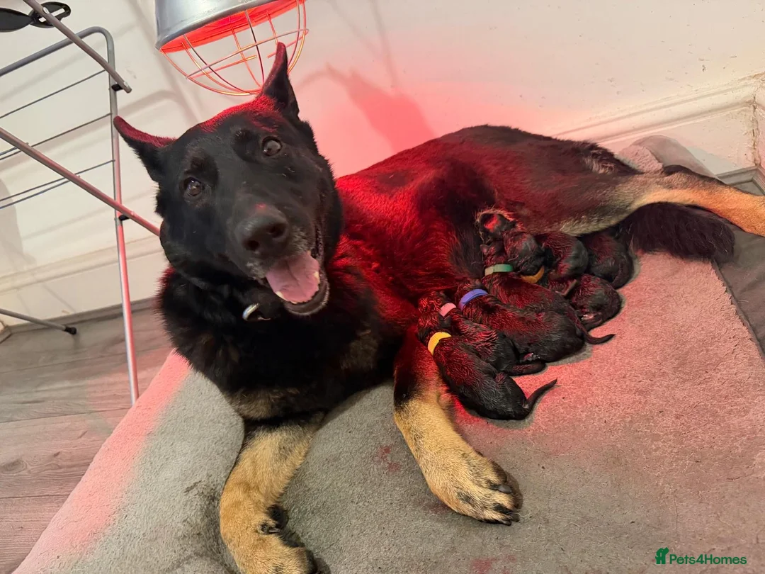 German Shepherd dogs for sale: Fully kc German Shepherd puppies  - Advert 2