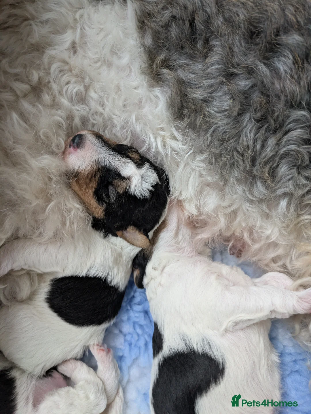 Fox Terrier dogs for sale: Beautiful KC litter of ( 3 boys )  in Wisbech - Advert 18