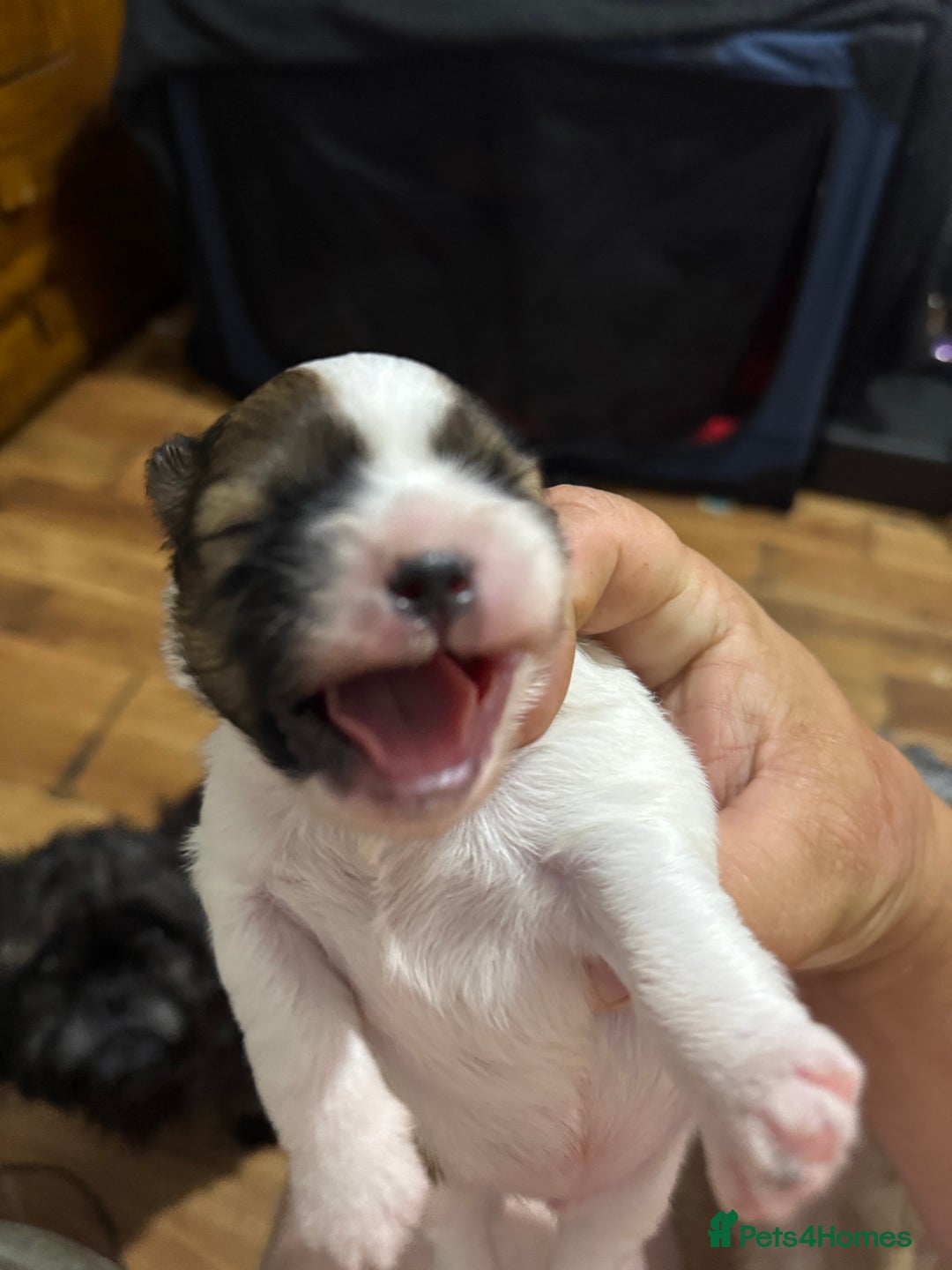 Mixed Breed dogs for sale: Single born beautiful male Shih Apso - Image 4
