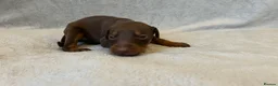 Dobermann dogs for sale: European American mix - Advert 11