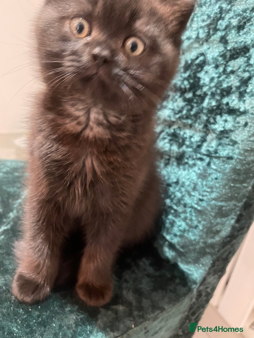 British Shorthair cats for sale: British shorthair chocolate brown mocha kitten - Advert 14