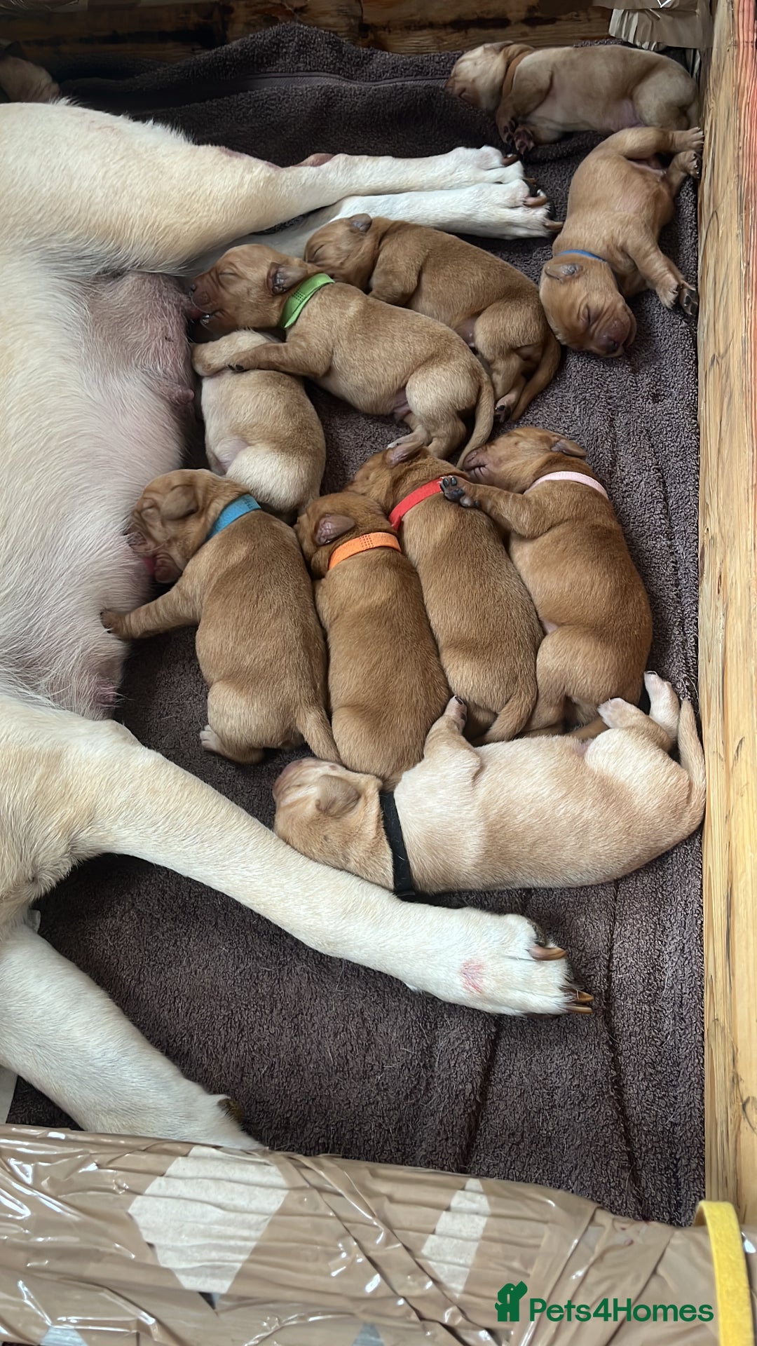 Labrador Retriever dogs for sale: Fox Red / yellow Labrador puppies for sale - Image 9