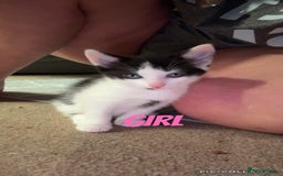 British Shorthair cats for sale: I have 5 beautiful cuddly kittens left  - Image 5