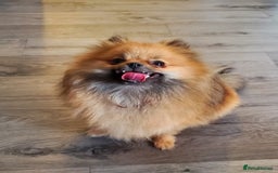 Pomeranian dogs for sale: Female pomeranian  - Image 6