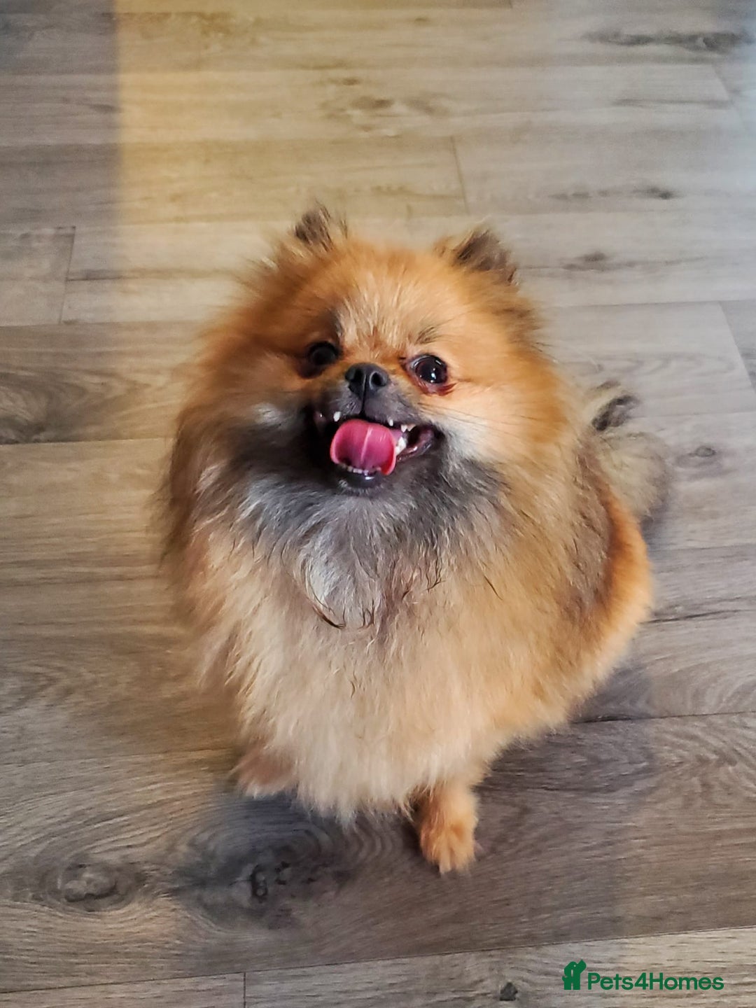 Pomeranian dogs for sale: Female pomeranian  - Image 6