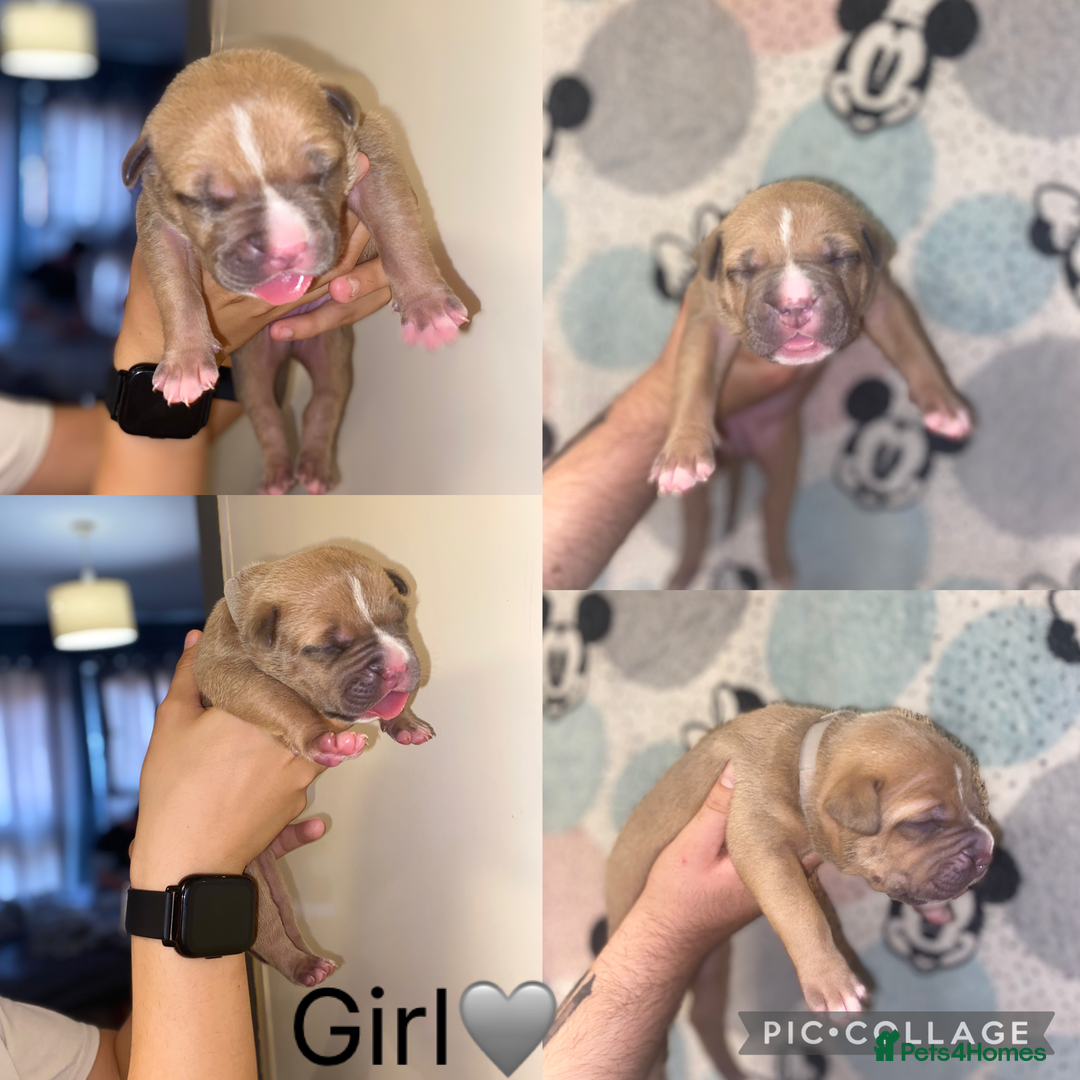 Mixed Breed dogs for sale: 🐶Staffy x Belgian Malinois puppies🐶 - Image 2