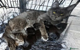 Maine Coon cats for sale: XL black smoke maine coon female Russia bloodlines - Image 2