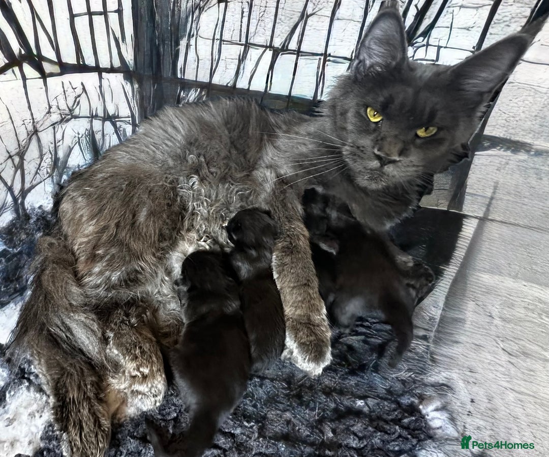 Maine Coon cats for sale: XL black smoke maine coon female Russia bloodlines - Image 2