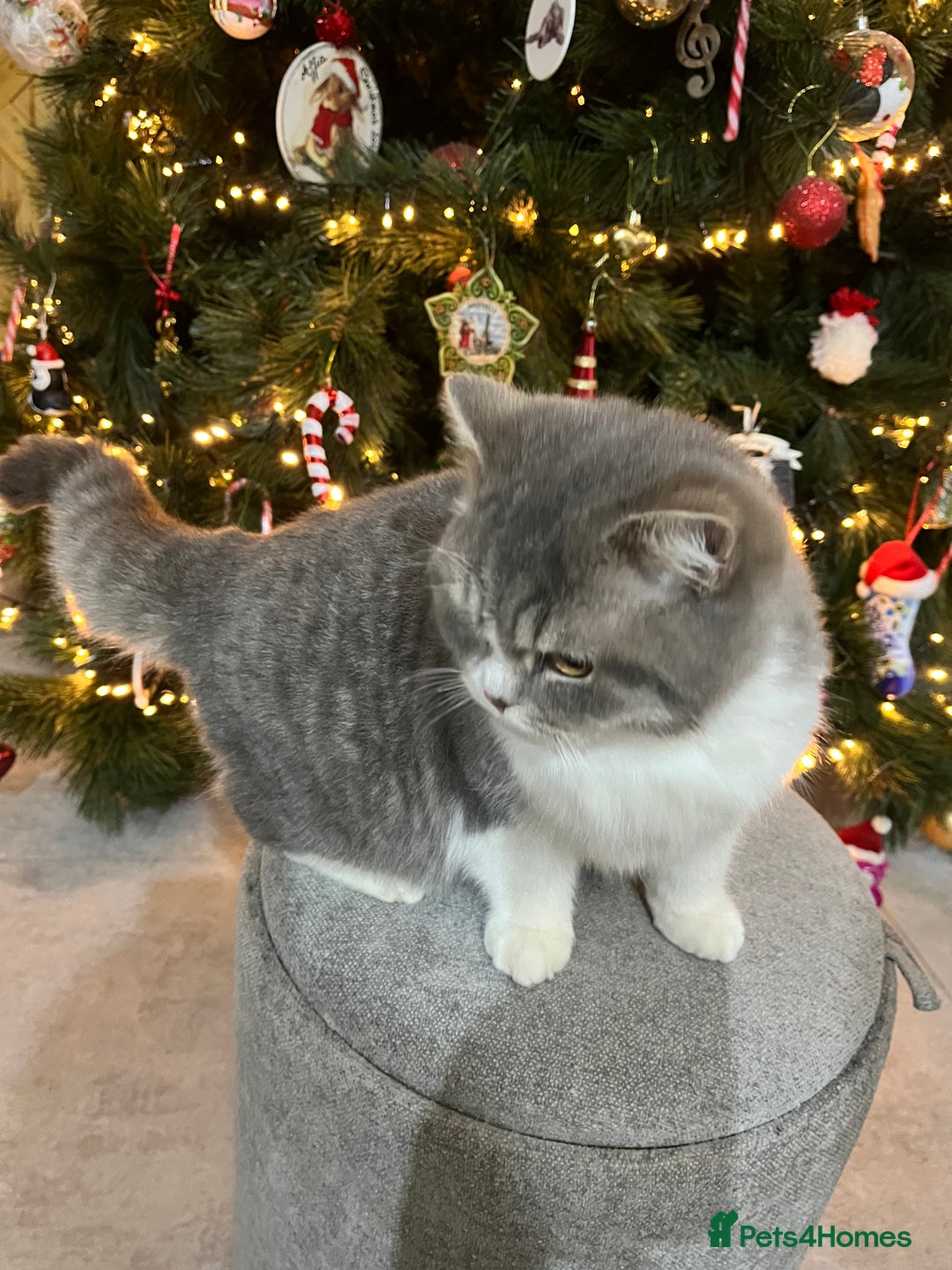 British Shorthair cats for sale: Purebred blue/White British Shorthair Kittens - Advert 11