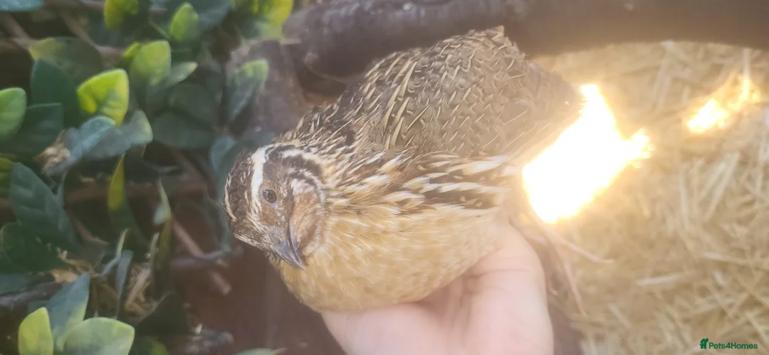 Mixed Breed birds for sale: 2 male Coturnix quails  in Telford - Advert 2
