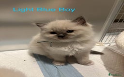 Ragdoll cats for sale: Beautiful Chunky Ragdoll Kittens For Sale - Image 19