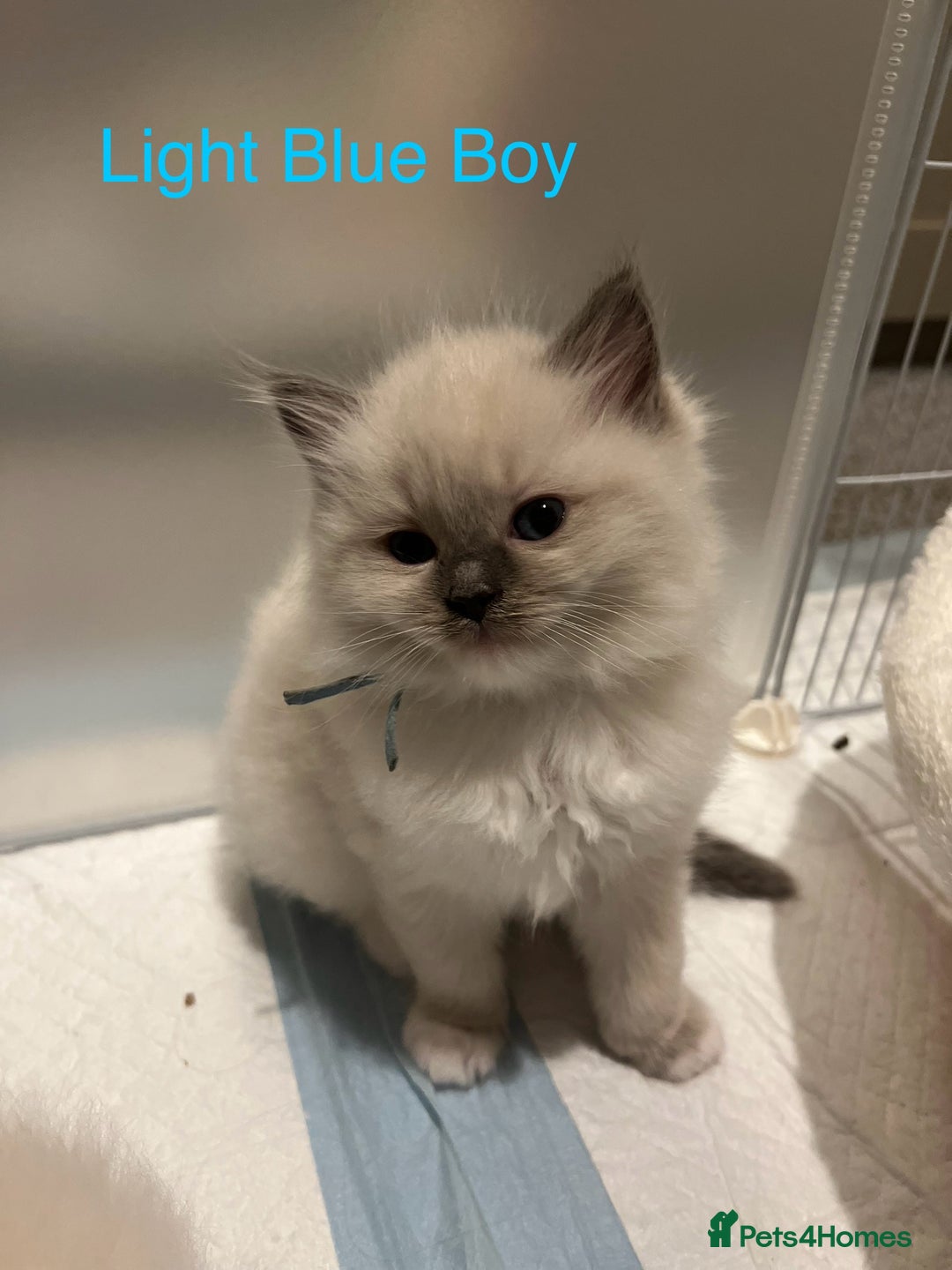 Ragdoll cats for sale: Beautiful Chunky Ragdoll Kittens For Sale - Image 19