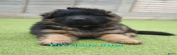 German Shepherd dogs for sale: KC, DM clear, health tested, German Shepherds  - Advert 22