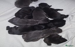 French Bulldog dogs for sale: Healthy Blue French Bulldog Babies - Image 3