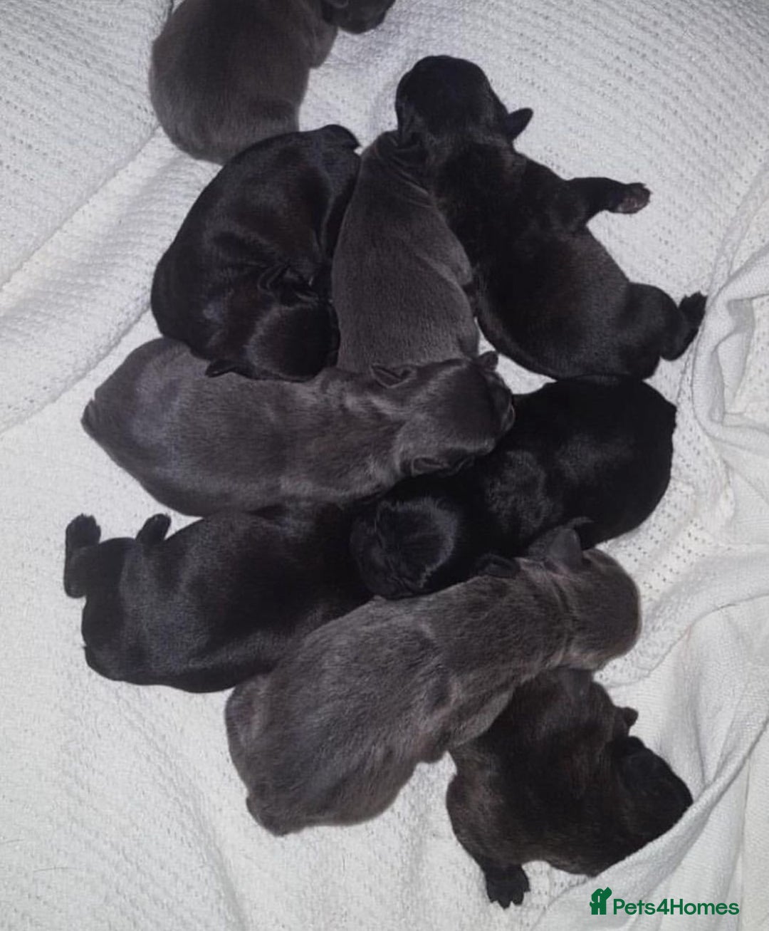 French Bulldog dogs for sale: Healthy Blue French Bulldog Babies - Image 3