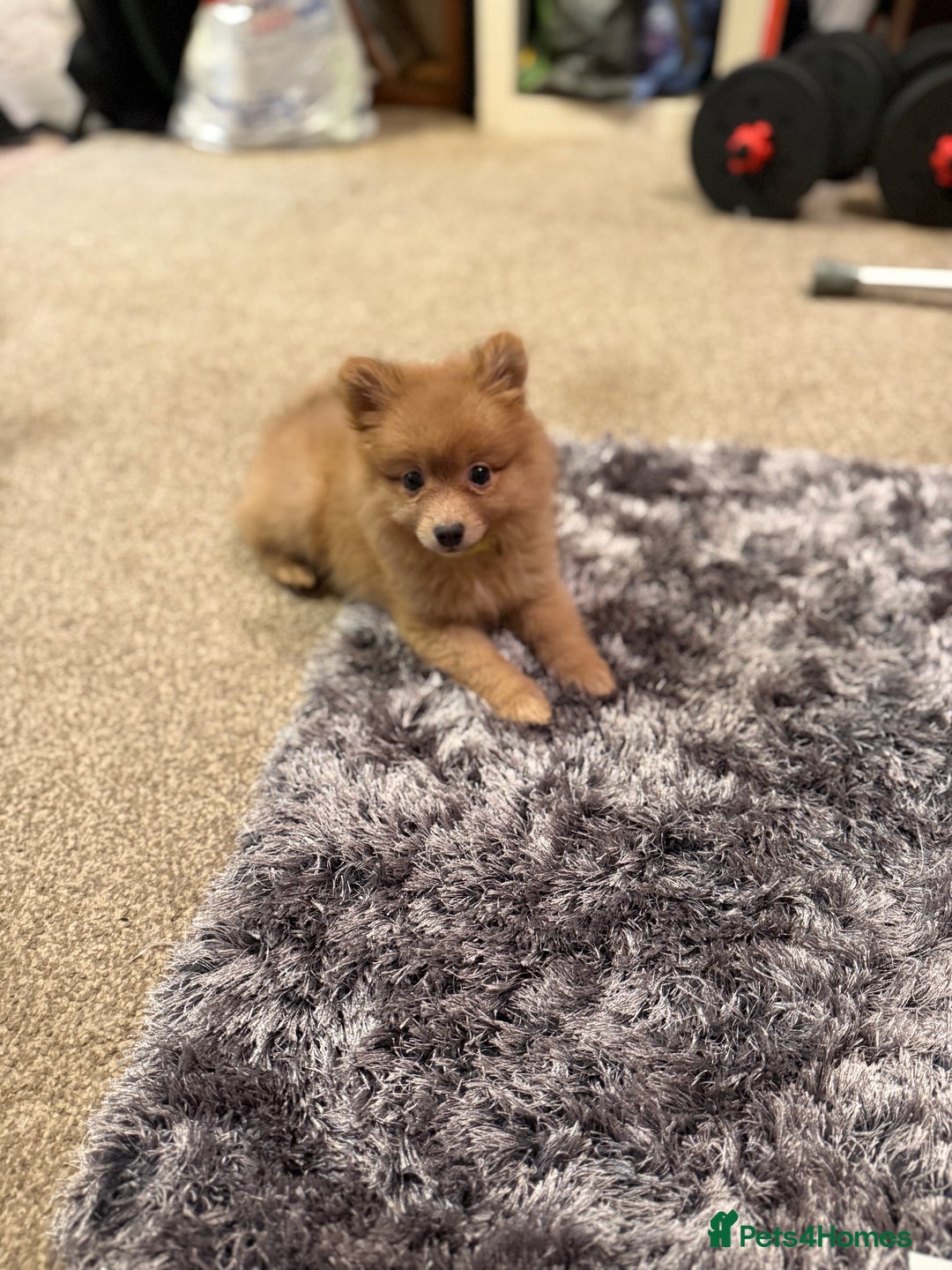 Pomeranian dogs for sale: Girl Sandy Pomeranian  - Image 2