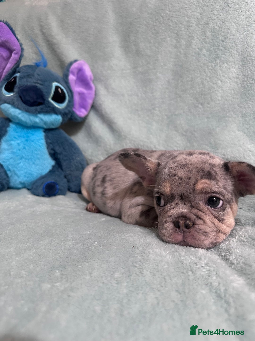 French Bulldog dogs for sale: 5 Male French Bulldog Puppies - Image 8