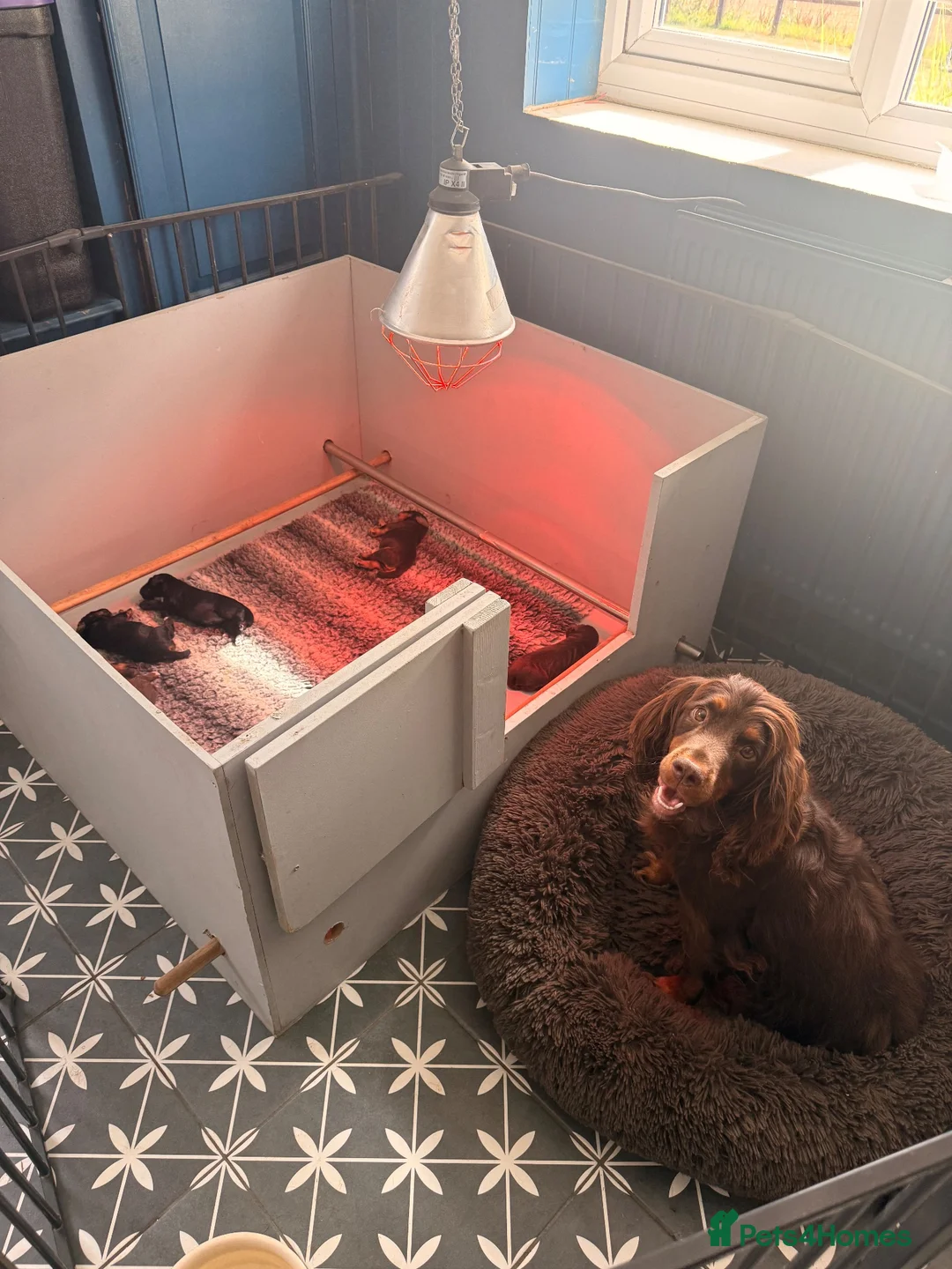 Cocker Spaniel dogs for sale: KC, health tested working cocker Spaniel puppies - Advert 2