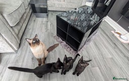 Ragdoll cats for sale: Ragdoll cross breed  - Image 2