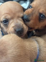 Miniature Dachshund dogs Beautiful Miniature Dachshund Puppies - Advert 8