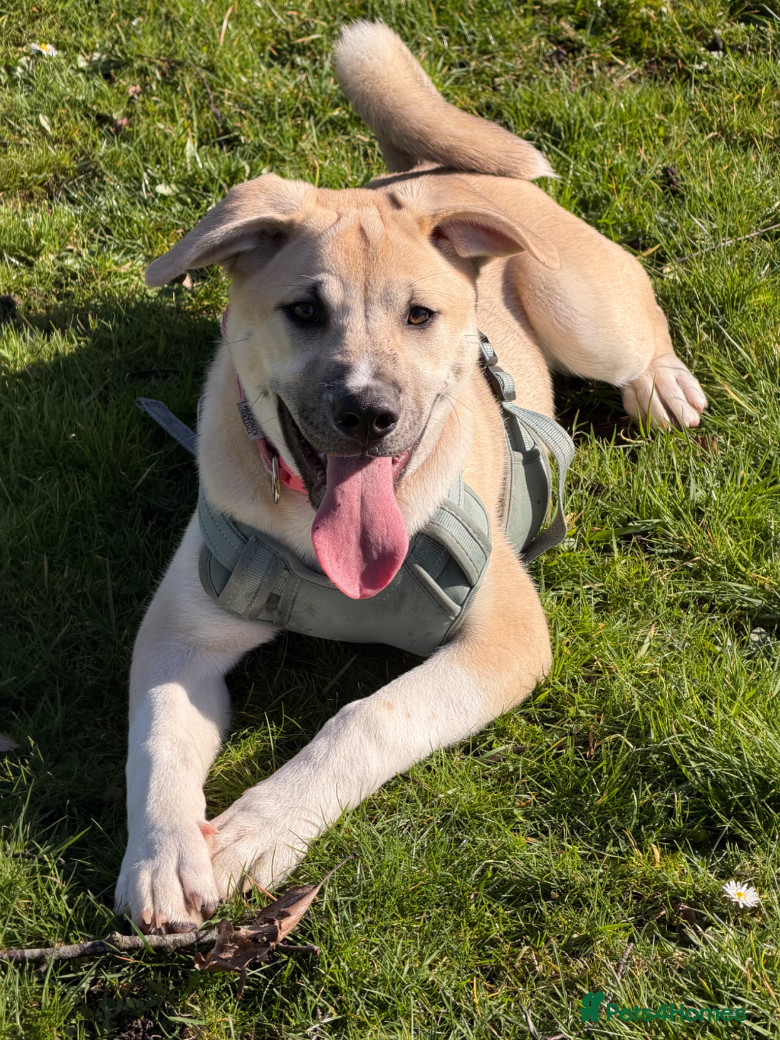 Mixed Breed dogs 5 month old Akita girl  - Advert 18