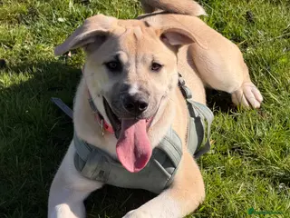 Mixed Breed dogs 5 month old Akita girl - Advert 14