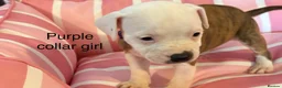 Staffordshire Bull Terrier dogs for sale: Stunning litter of Staffies  - Advert 16