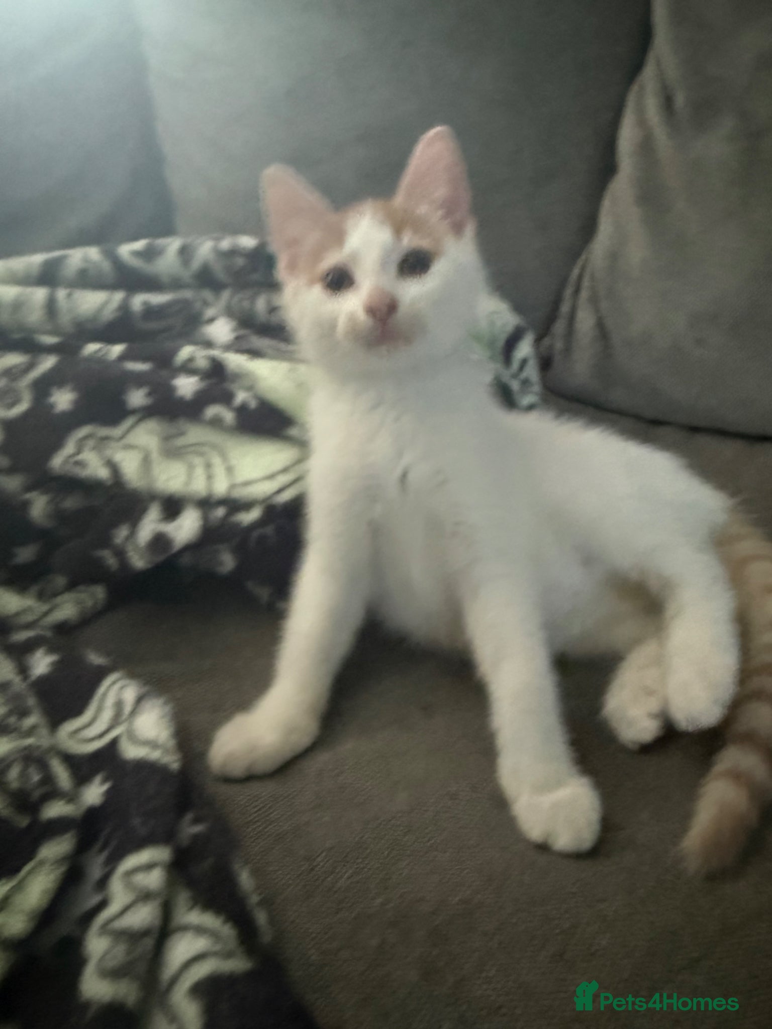Mixed Breed cats for sale: Ragdoll x shorthair babies ready now! - Advert 10