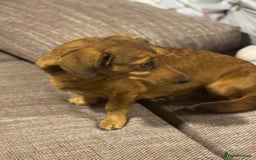 Dachshund dogs for adoption: Sweet Jessica Looking for a family  - Image 11