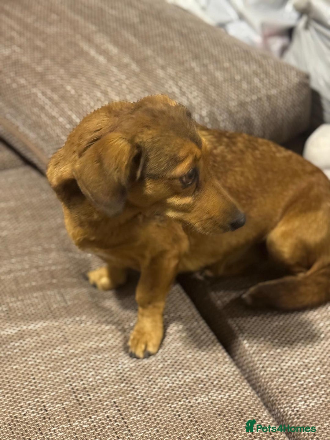 Dachshund dogs for adoption: Sweet Jessica Looking for a family  - Image 11