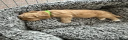 Cavapoochon dogs for sale: Cavapoochon puppies - Advert 20