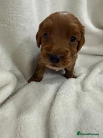 Cockapoo dogs Cockapoo puppies 2 boys remaining! - Advert 1